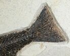 Mioplosus Fish Fossil From Inch Layer #7515-2